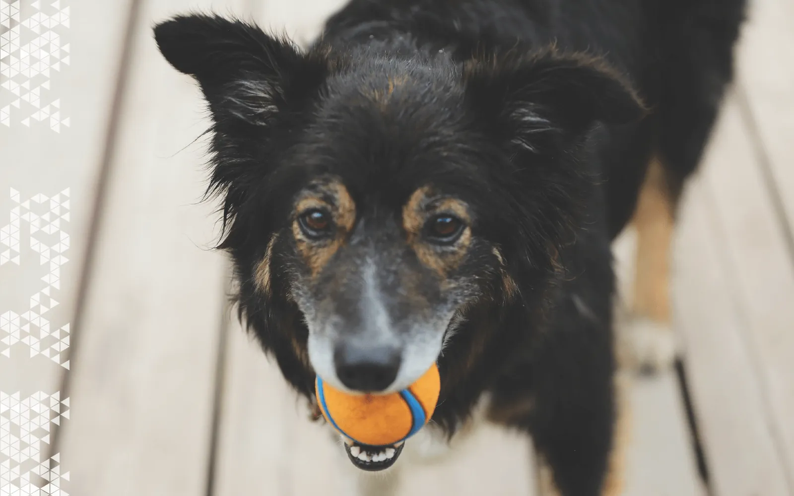 Lienzo del constructor visual de aplicaciones Adalo